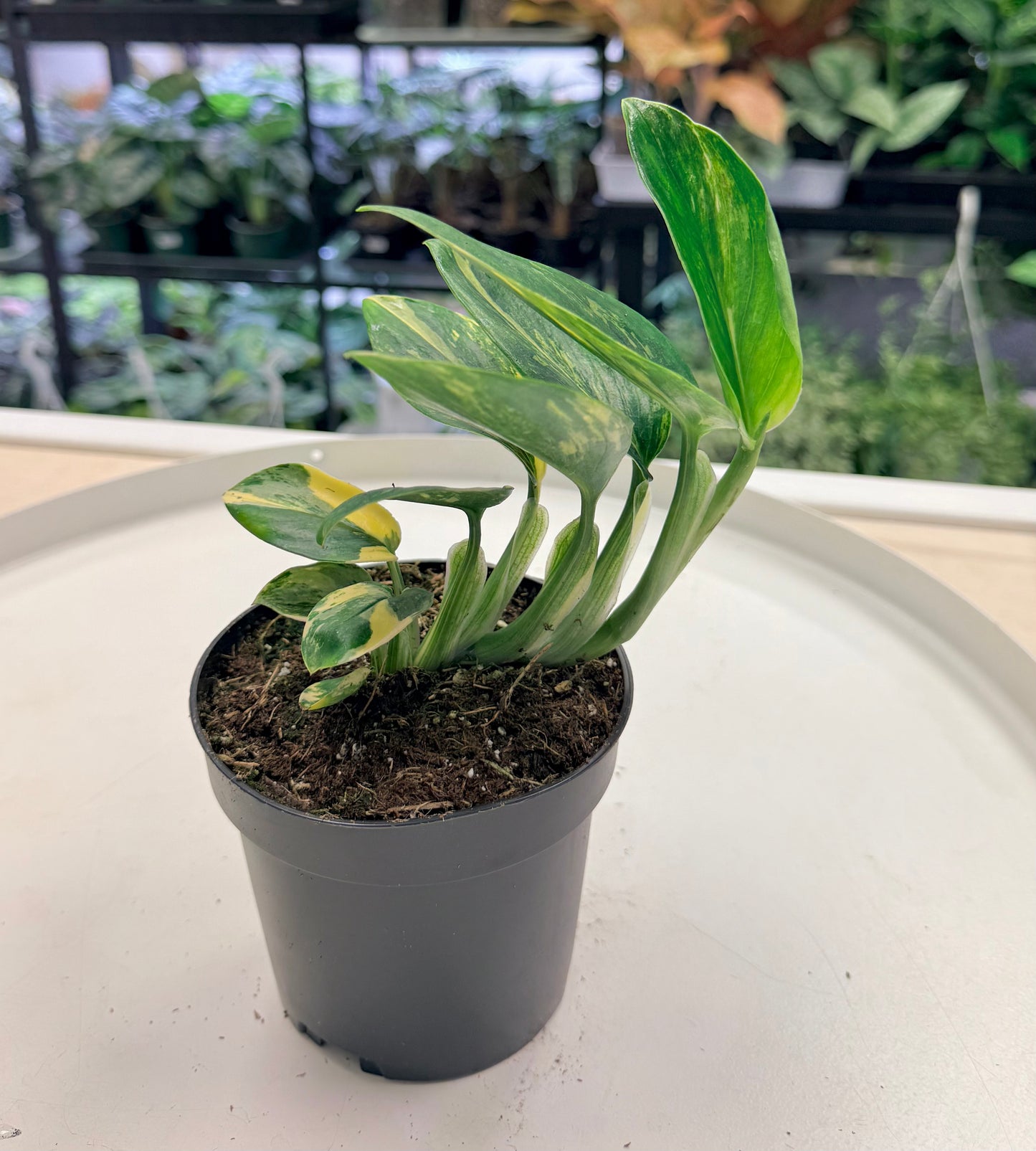 Monstera standleyana Variegated 4"