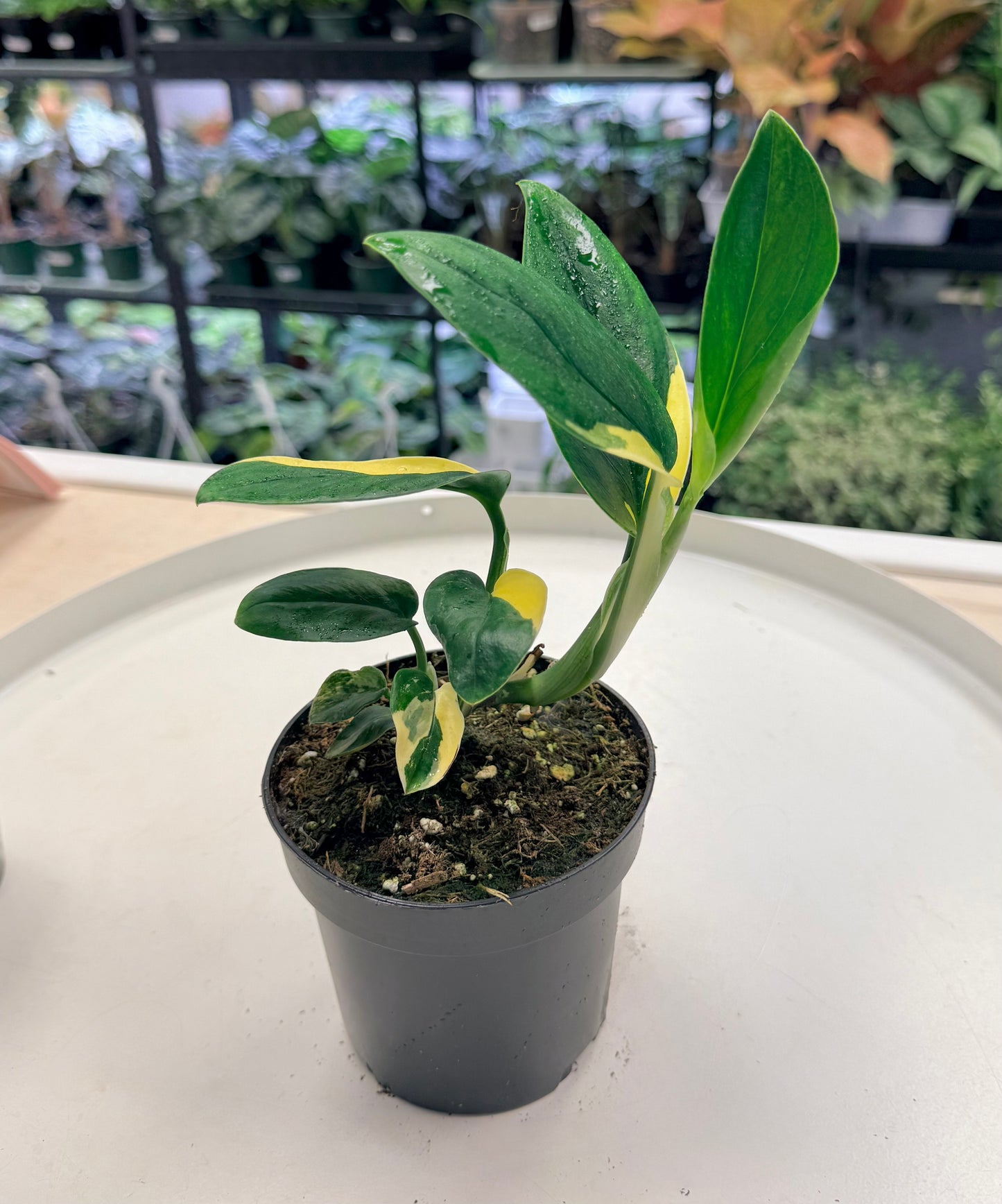 Monstera standleyana Variegated 4"