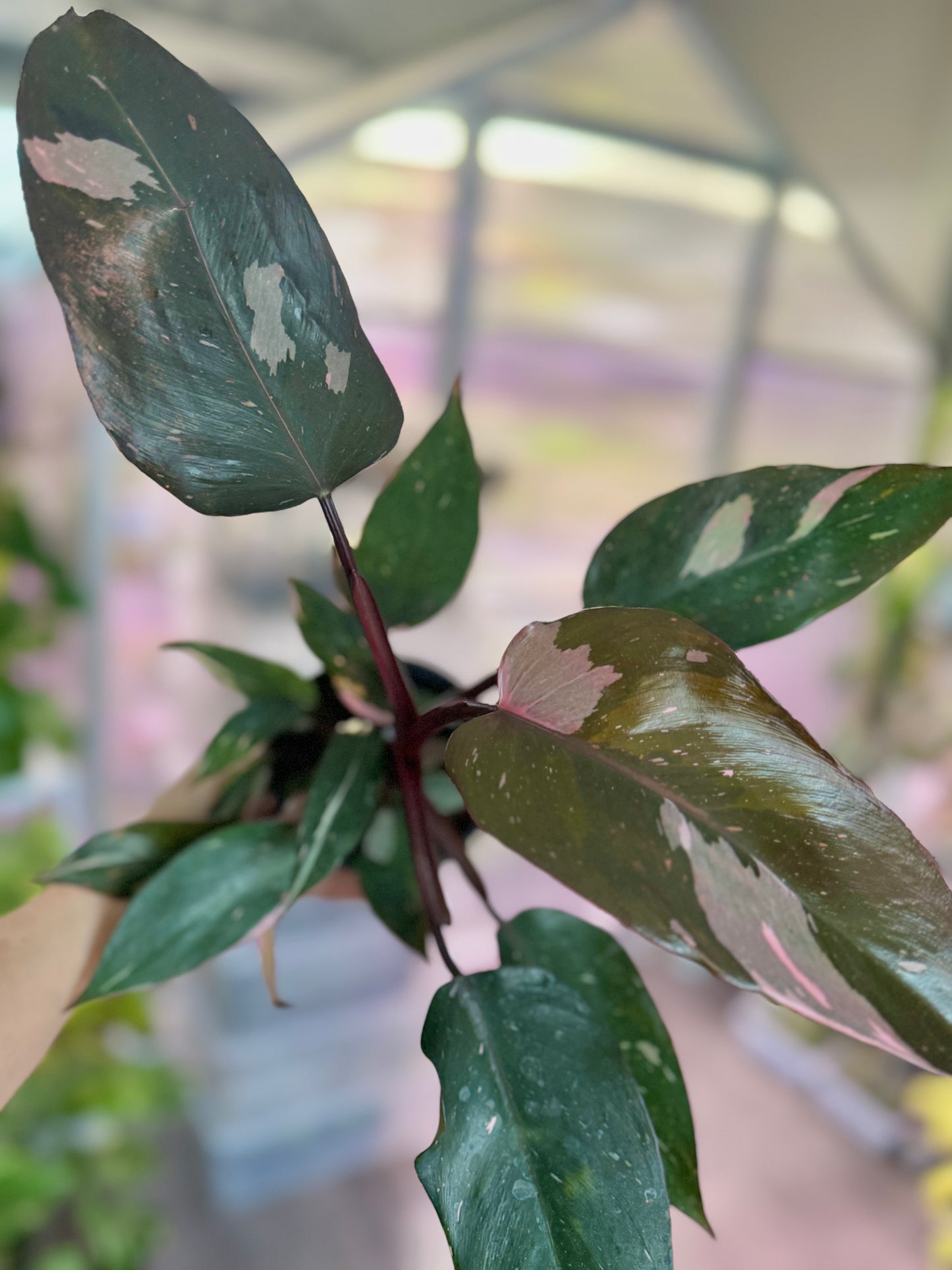 Philodendron ‘Pink Princess’ (good variegation)