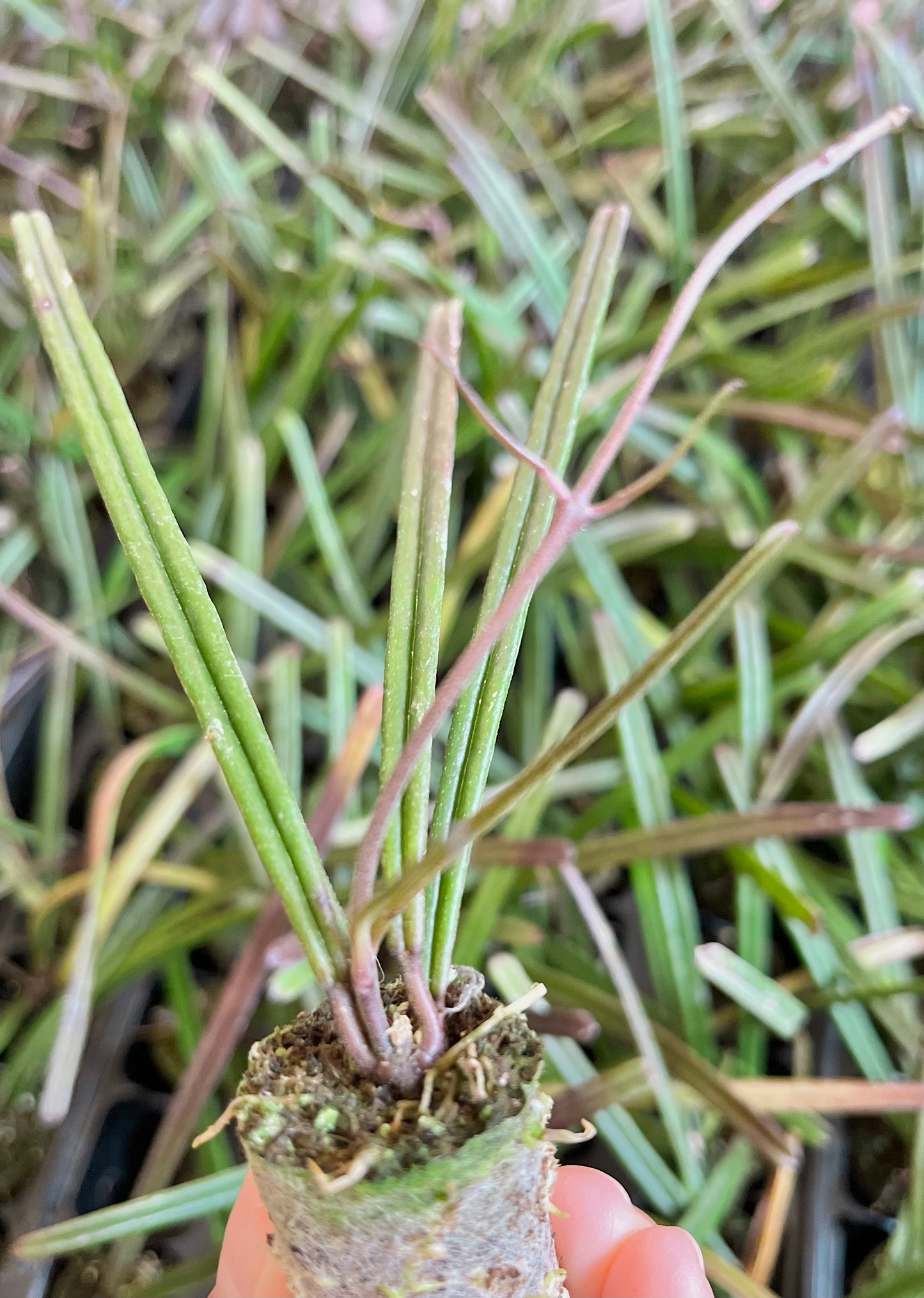 Hoya insularis (in plugs)