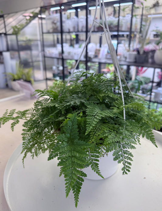 Davallia fejeensis | Rabbit’s Foot Fern 8” HB| No Ship