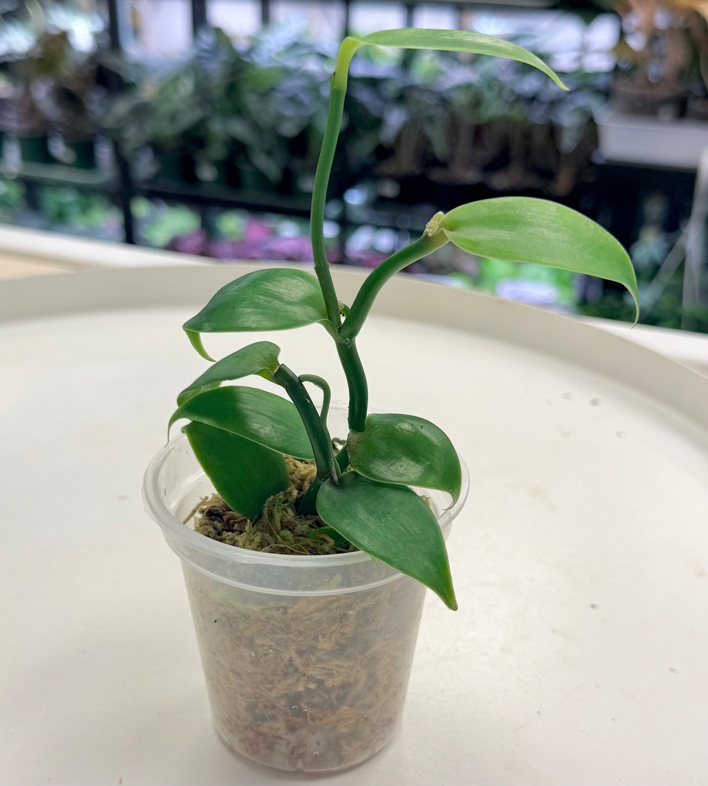 Vanilla planifolia |Vanilla Orchid 3”