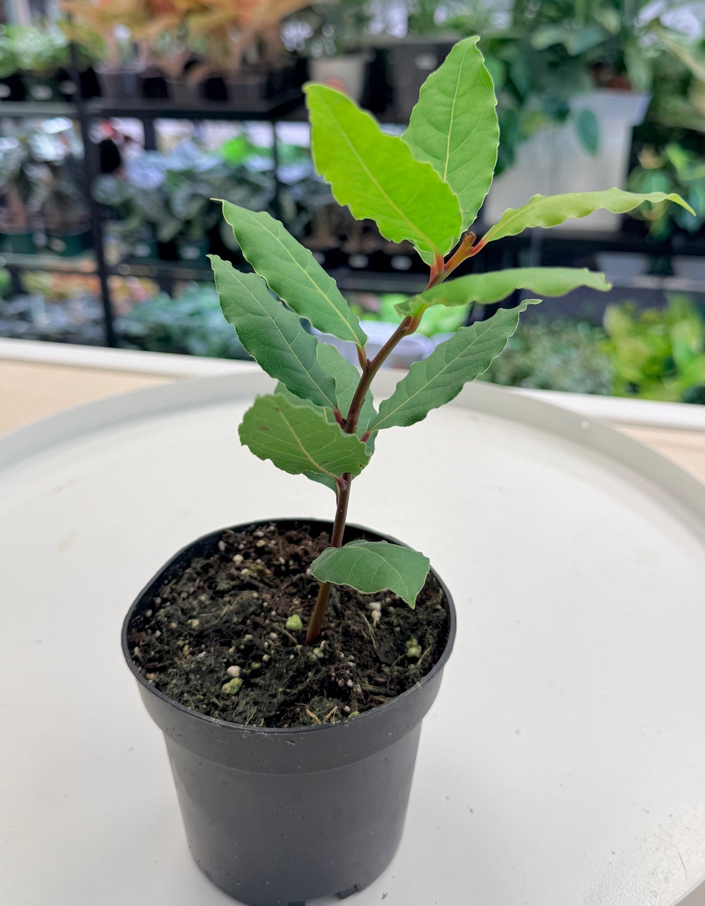 Bay Laurel | Laurus nobilis 4”