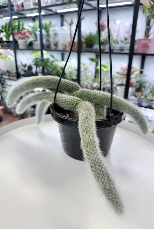 Cleistocactus colademononis | Monkey Tail Cactus (Large) 6” Hanging Basket