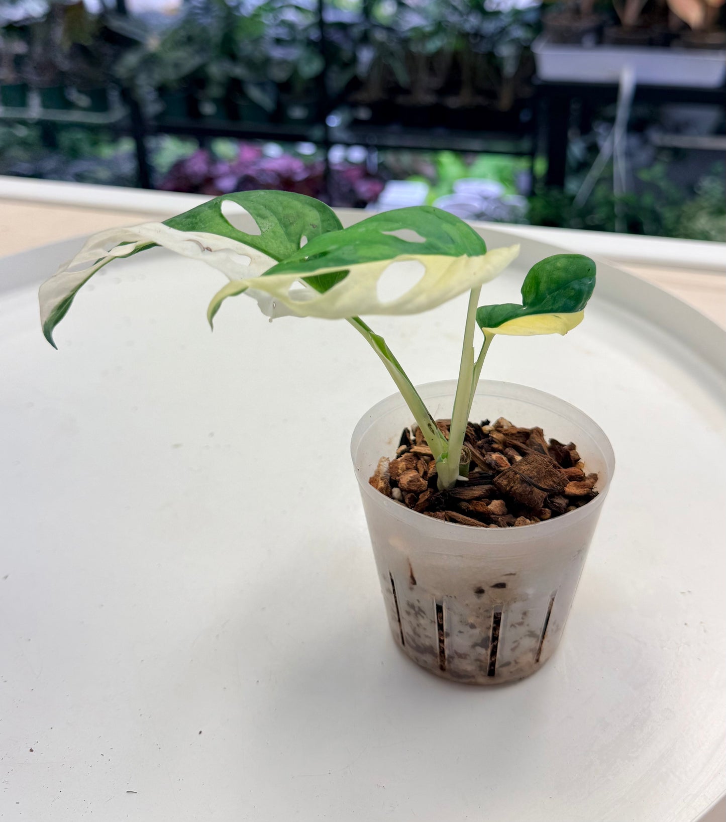 Monstera adansonii Albo