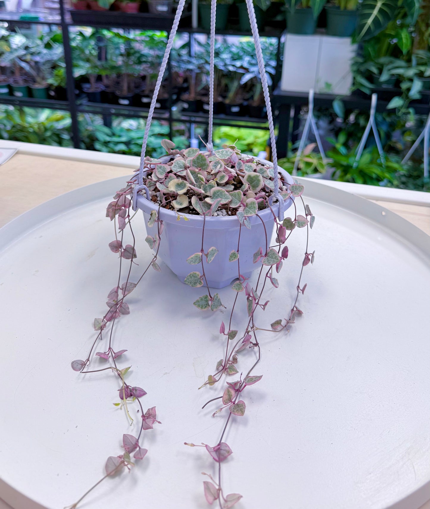 Ceropegia woodii ‘String of Hearts’ Variegated