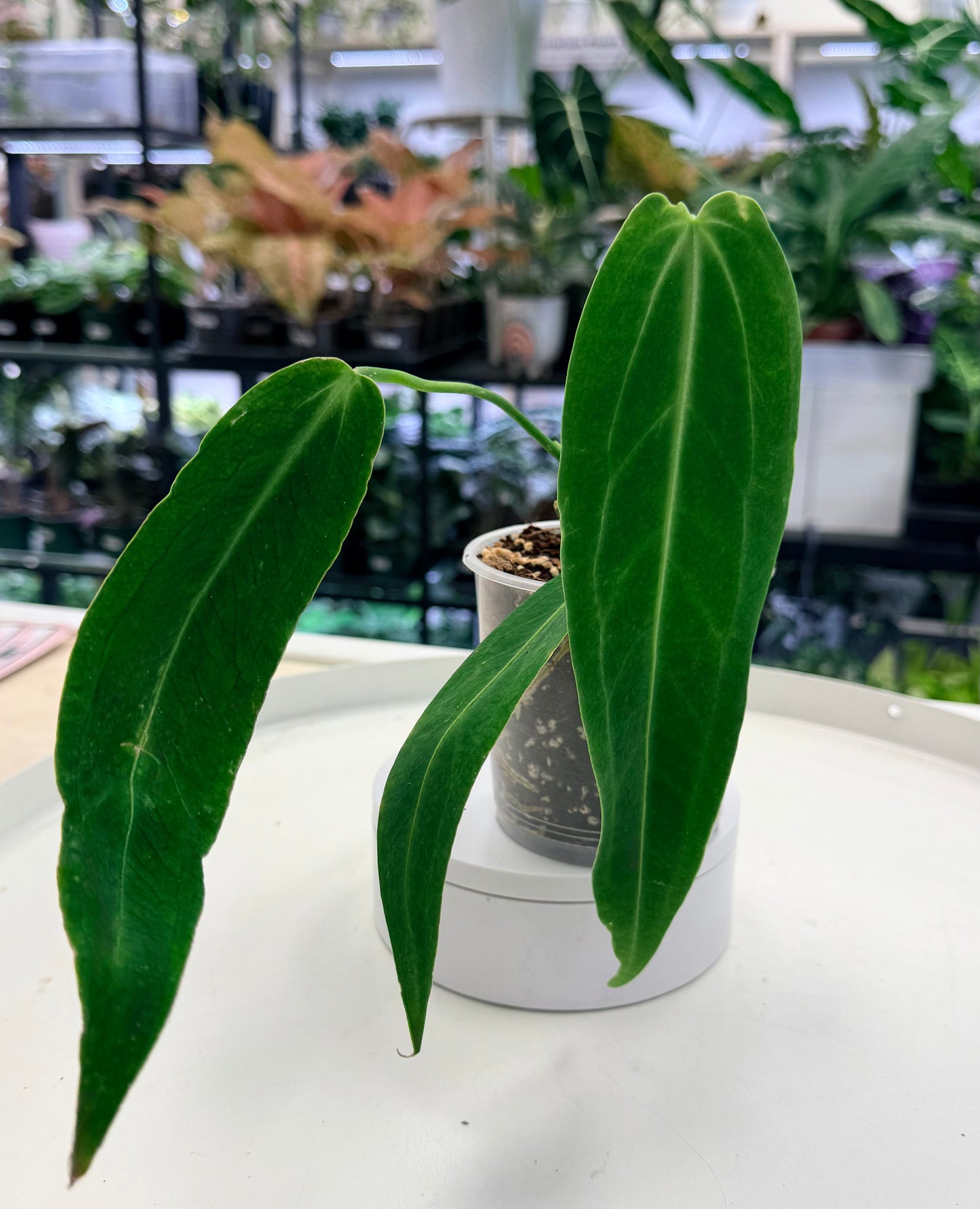 Anthurium warocqueanum | Queen Anthurium