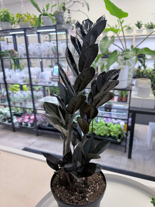 Raven ZZ | Zamioculcas zamiifolia 'Raven' 6”