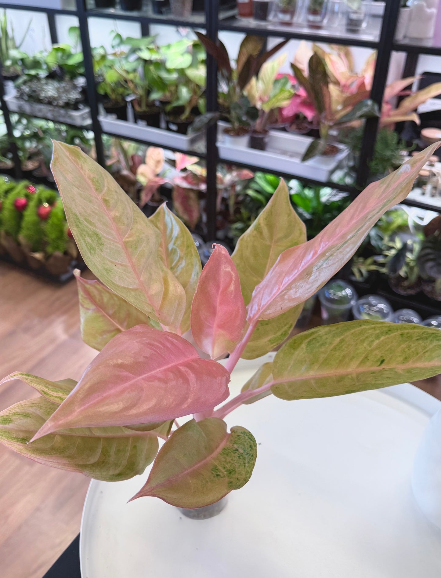 Aglaonema ‘Mulan’