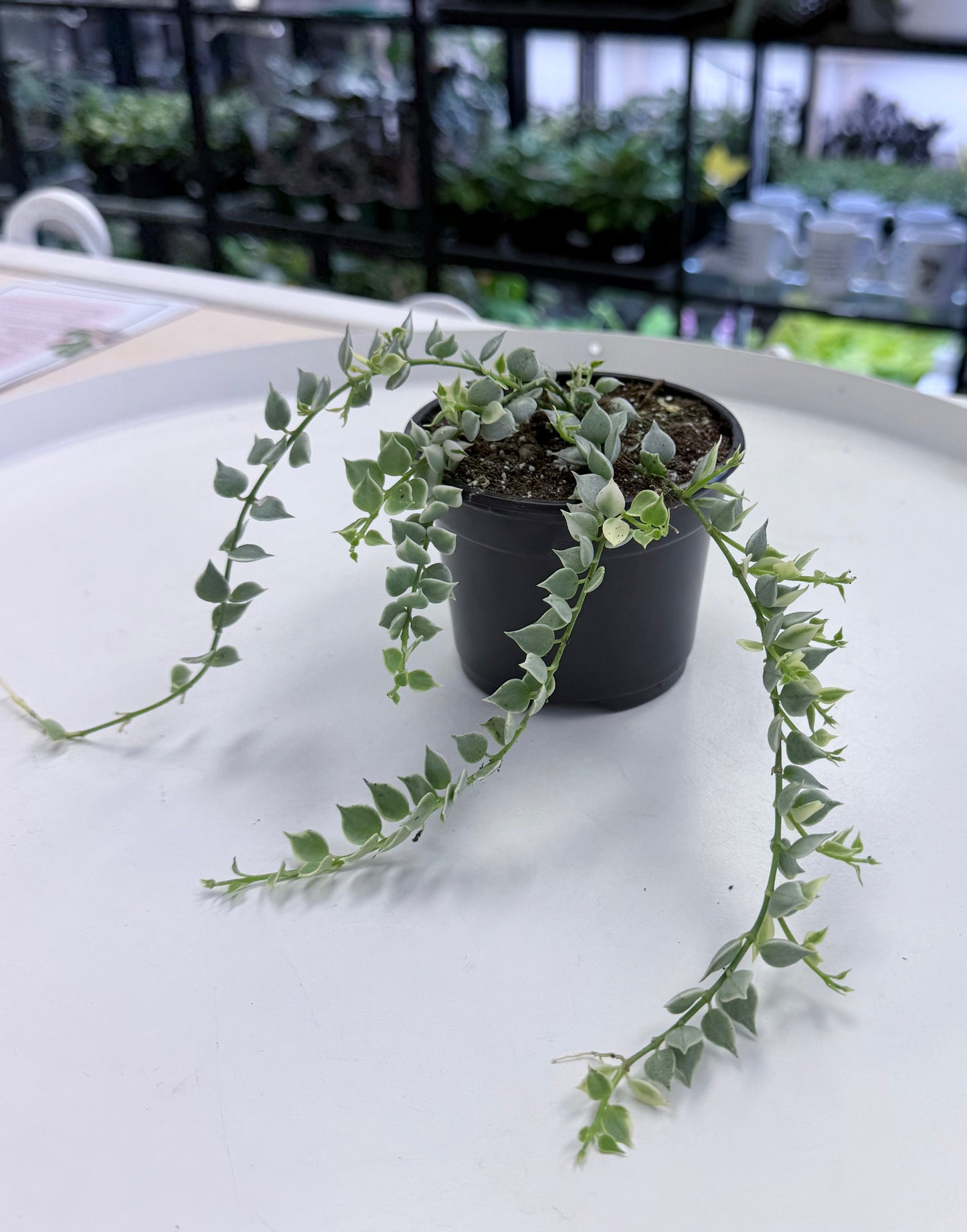 Dischidia ruscifolia ‘Million Hearts’ Variegated