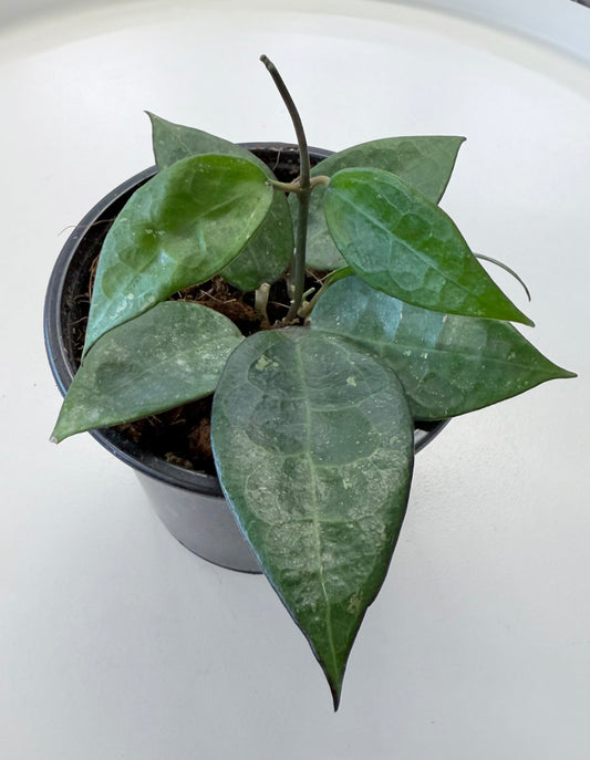 Hoya verticillata ‘Black Margin’ 4”