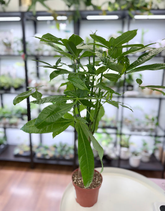 Pachira aquatica ‘Money Tree’ Braided | No Ship