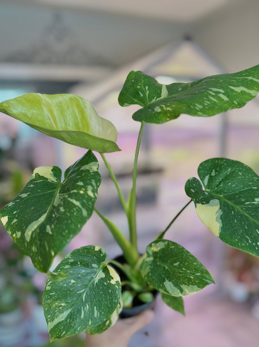 Monstera ‘Thai constellation’