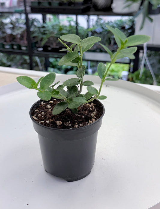 Hoya cumingiana 4”