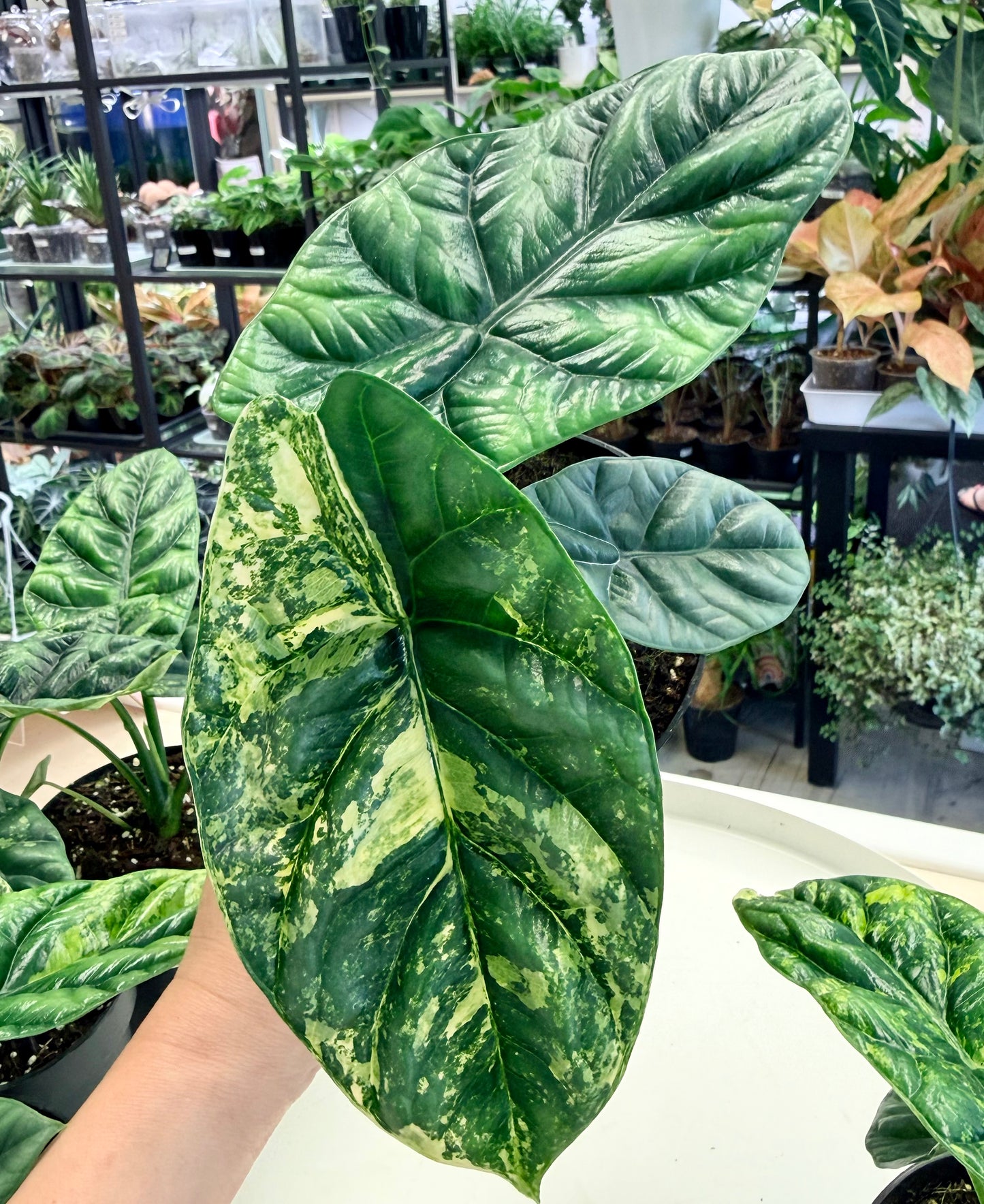 Alocasia sinuata Aurea 4"