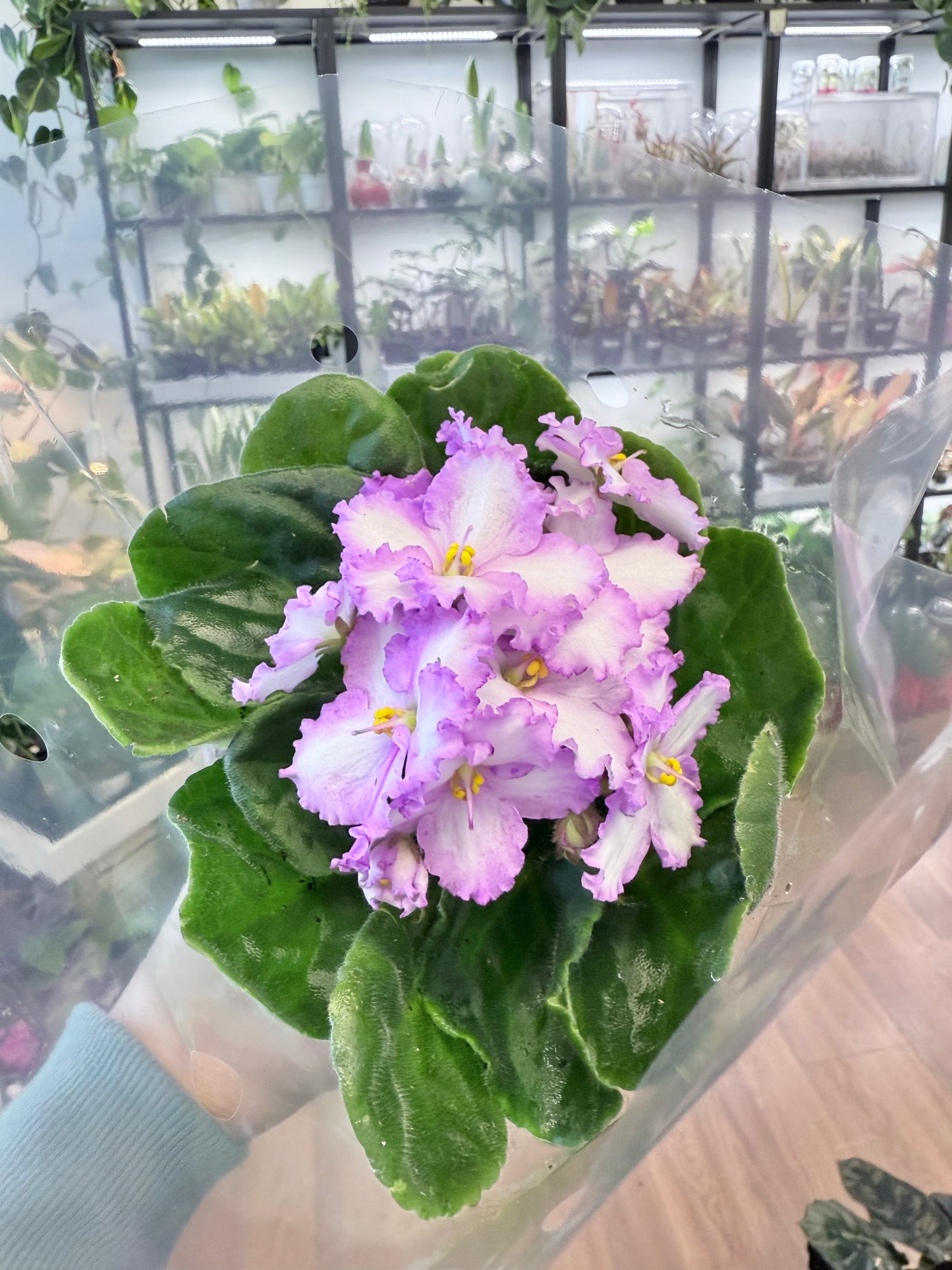 African Violet (Purple/White)