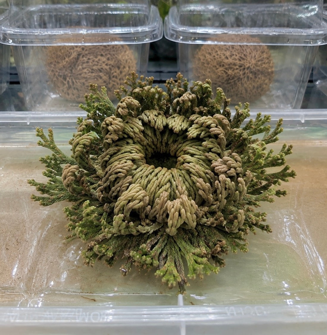 Resurrection Plant | Rose of Jericho | Selaginella lepidophylla (Dormant)