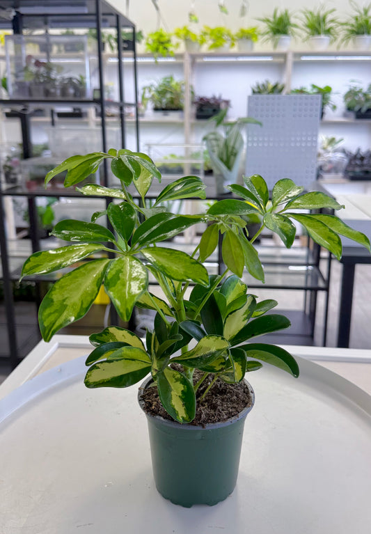 Schefflera arboricola 'Trinette' 4”