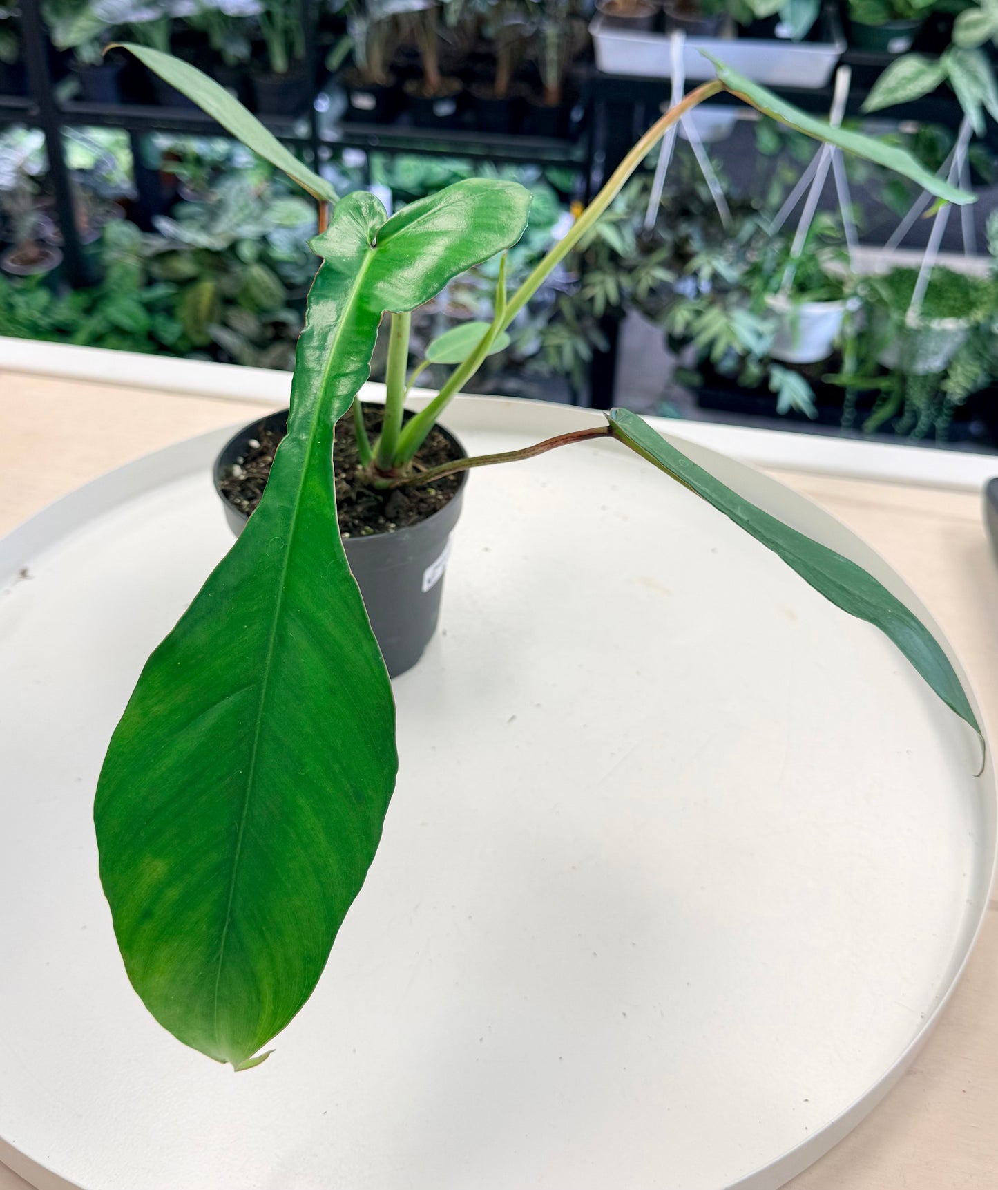 Philodendron joepii 4”