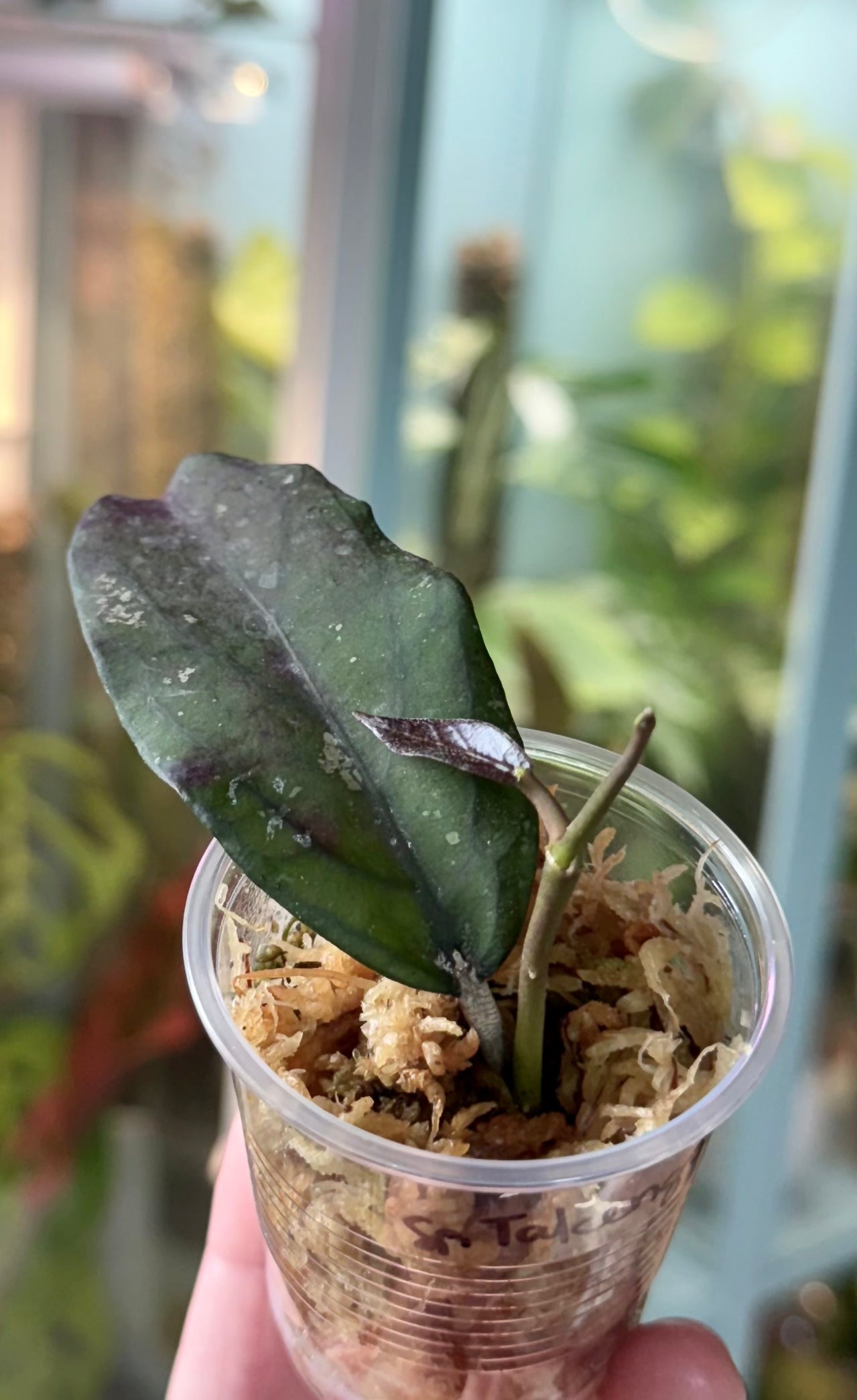 Hoya sp. Aceh Takengon (rare)