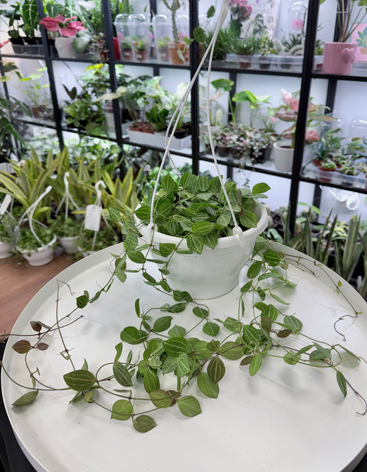 Dischidia ovata | Watermelon Hoya | 6” Hanging Basket