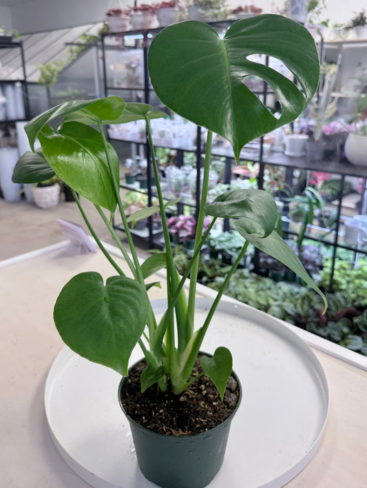 Monstera deliciosa 6”