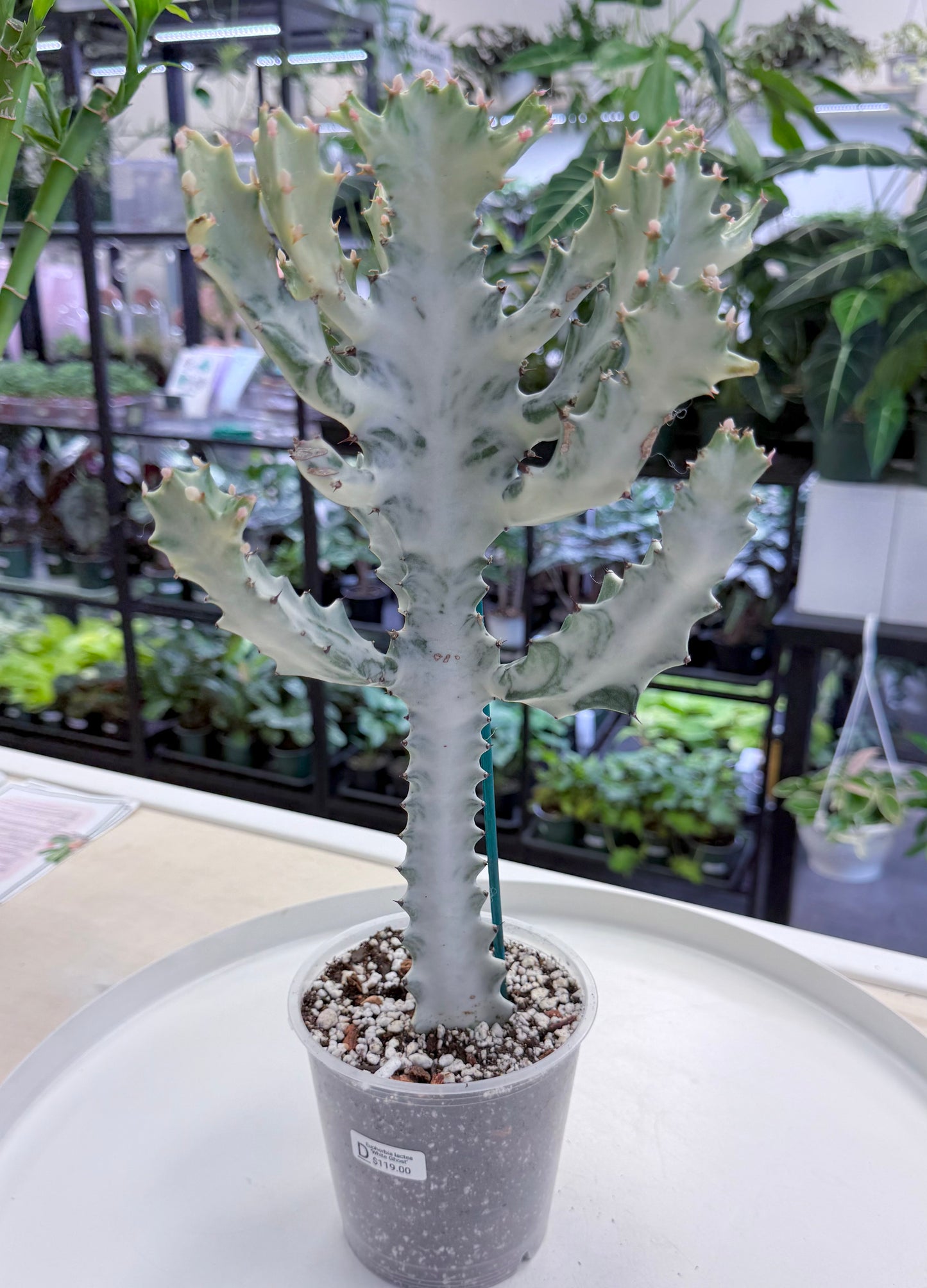 Euphorbia lactea ‘White Ghost’ |Large 15-18”
