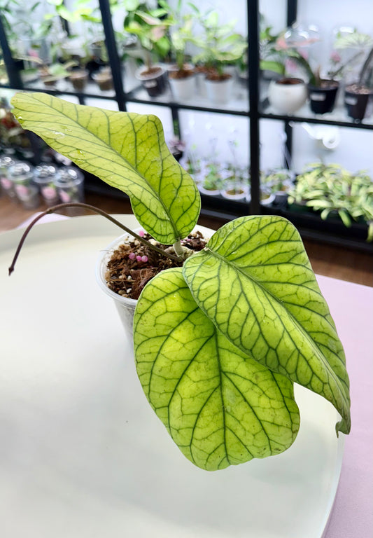Hoya meredithii 4”