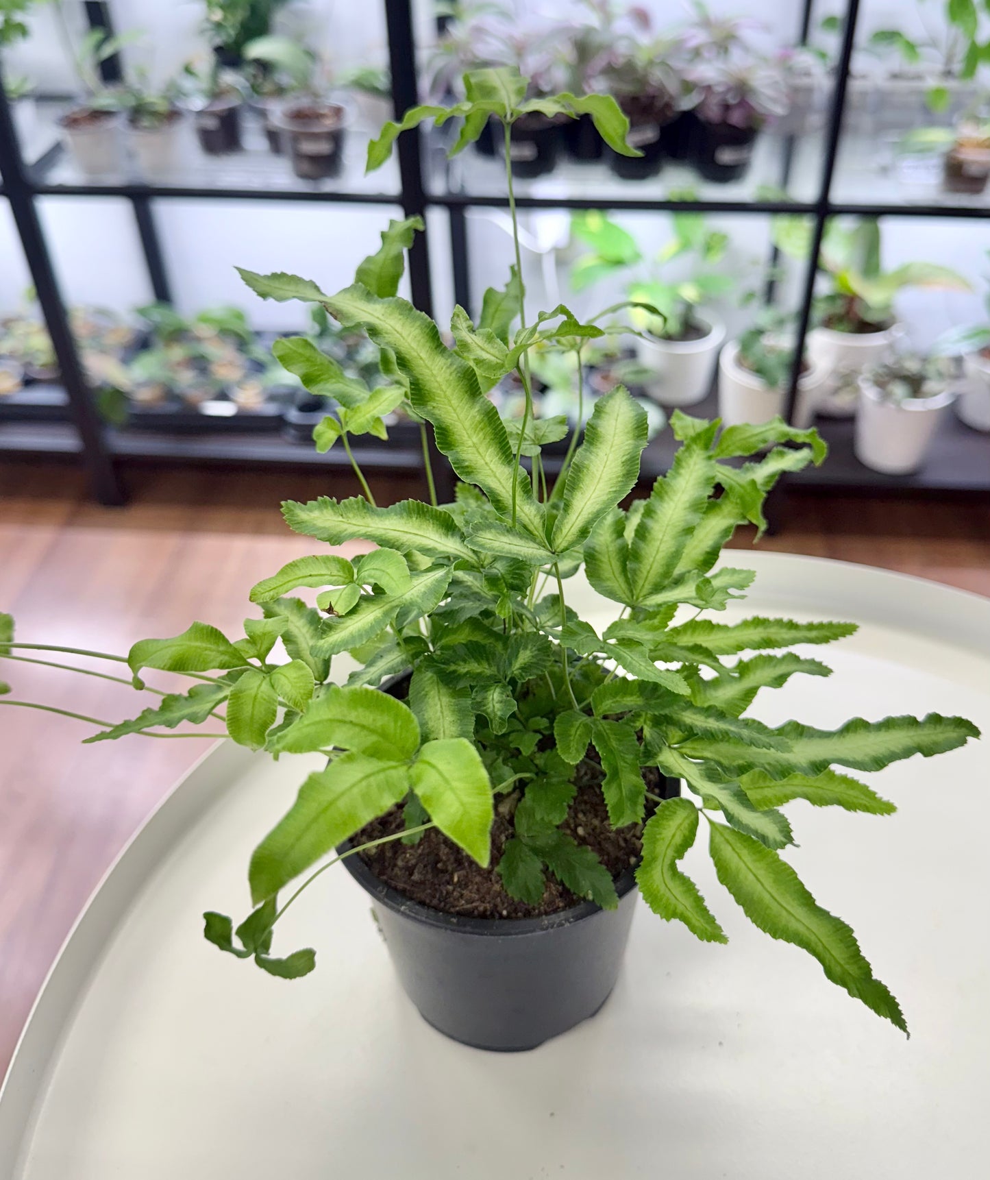 Pteris cretica Variegated ‘Ribbon Fern’ 4”