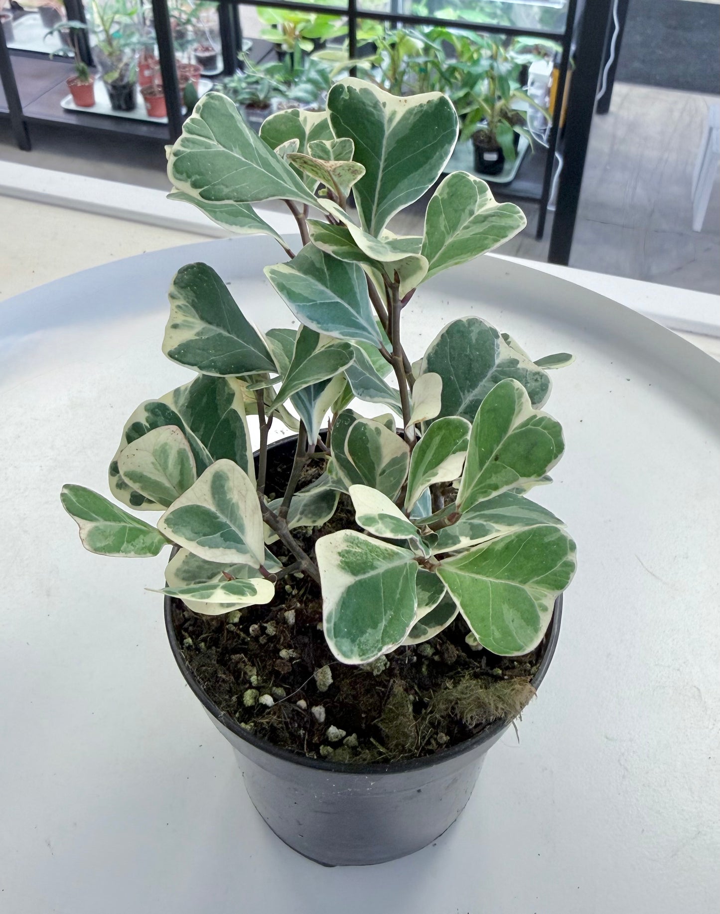 Ficus triangularis Variegated