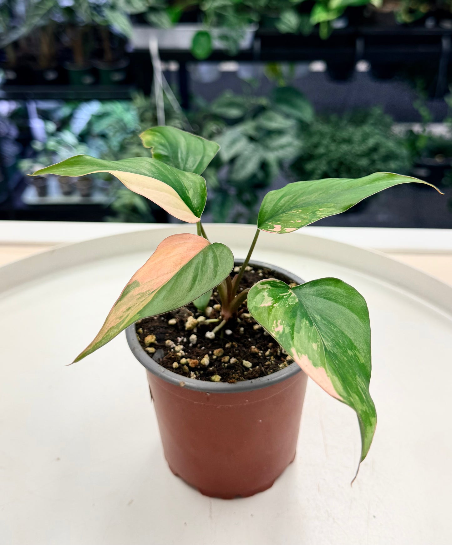 Homalomena ‘Pink Diamond’ 4”