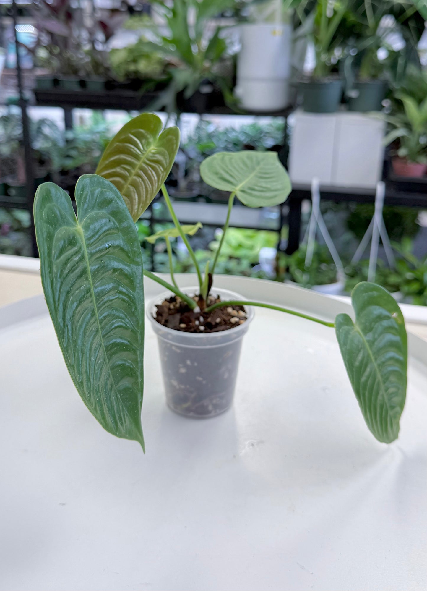 Anthurium veitchii 3”