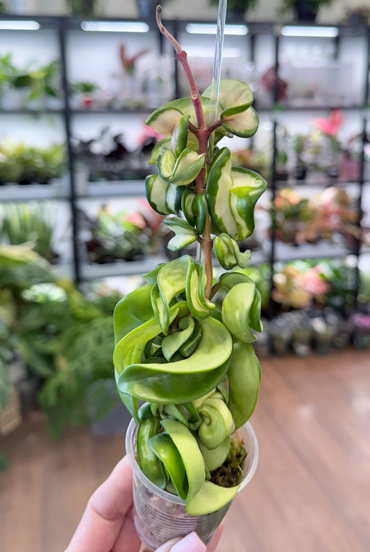 Hoya compacta ‘Mauna Loa’