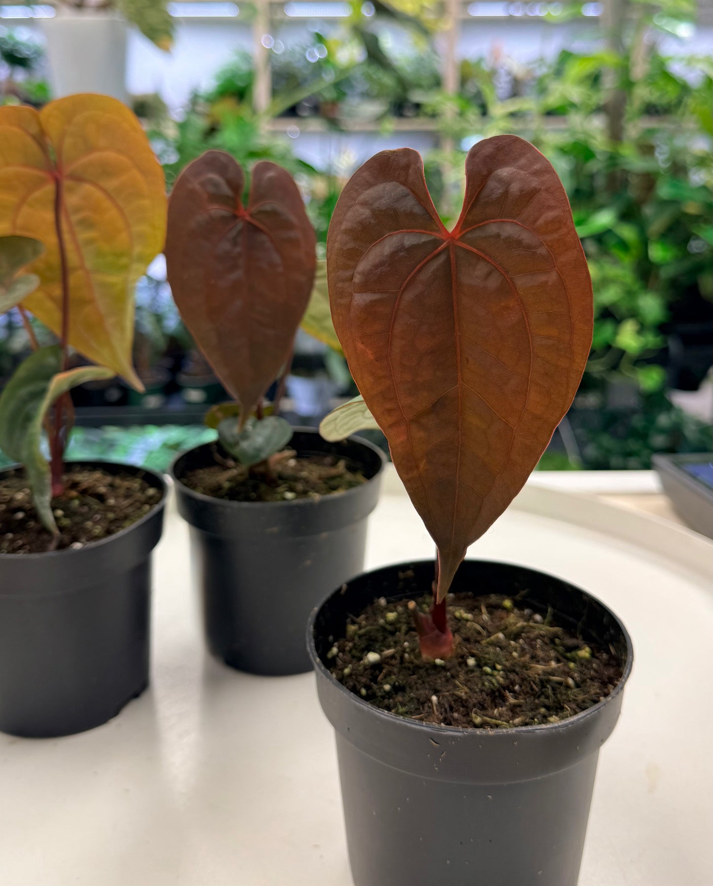 Anthurium papillilaminum x Ace of Spades 4”