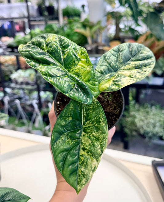 Alocasia sinuata Aurea 4"