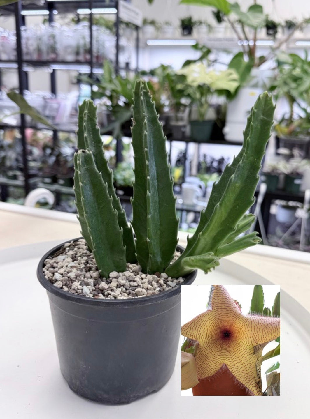 Stapelia gigantea | Starfish Cactus 5”