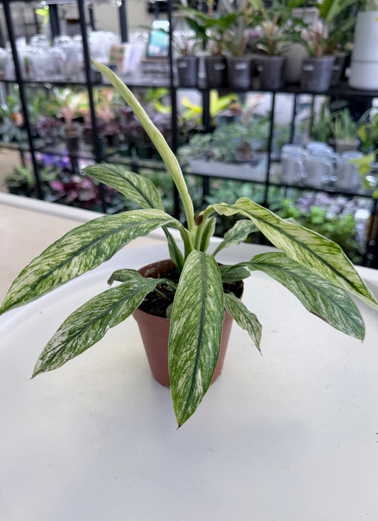 Spathiphyllum ‘Sensation’ Variegated 4”
