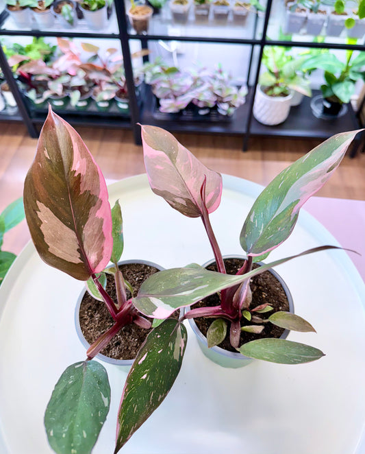 Philodendron ‘Pink Princess’ 4”