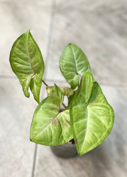 Syngonium ‘Confetti’