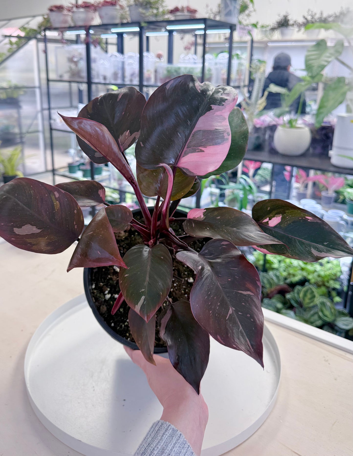 Philodendron ‘Pink Princess’ 8.5” | No Ship