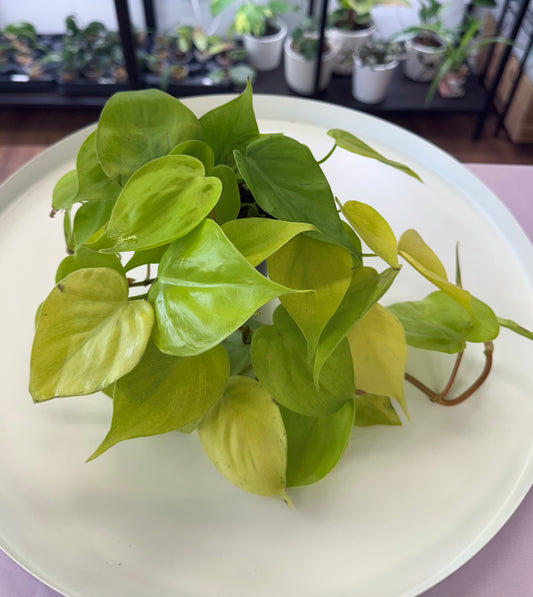 Philodendron cordatum ‘Lemon Lime’ 4”
