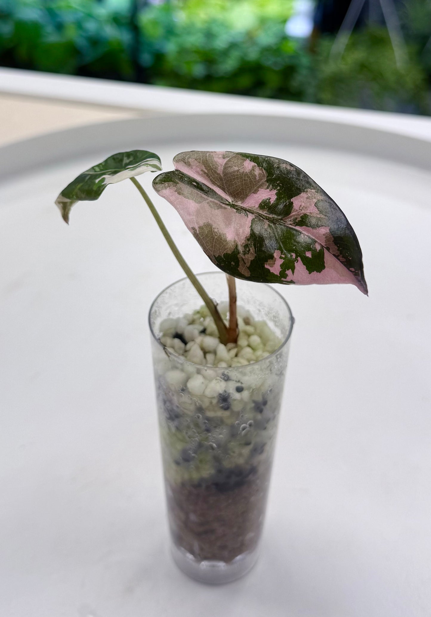 Alocasia chantrieri Pink Variegated