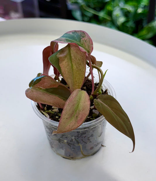 Philodendron Micans Mint