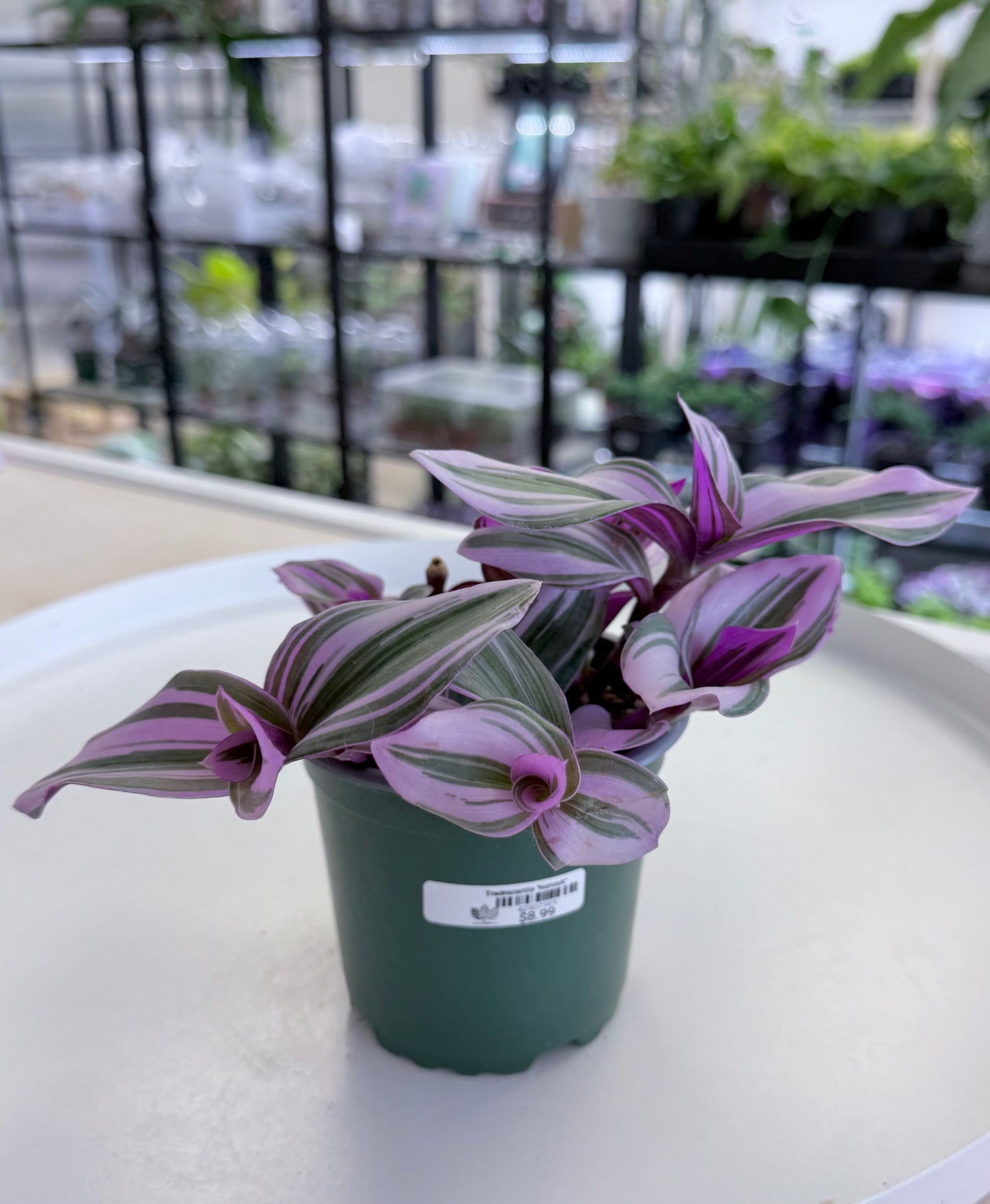 Tradescantia ‘Nanouk’ 4”