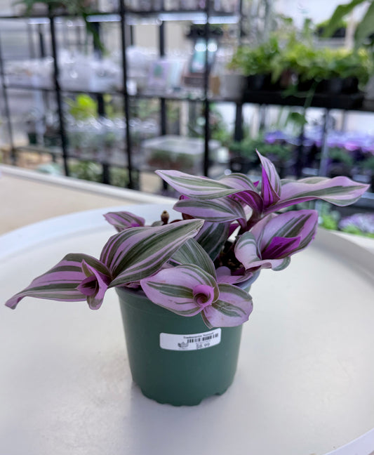 Tradescantia ‘Nanouk’ 4”