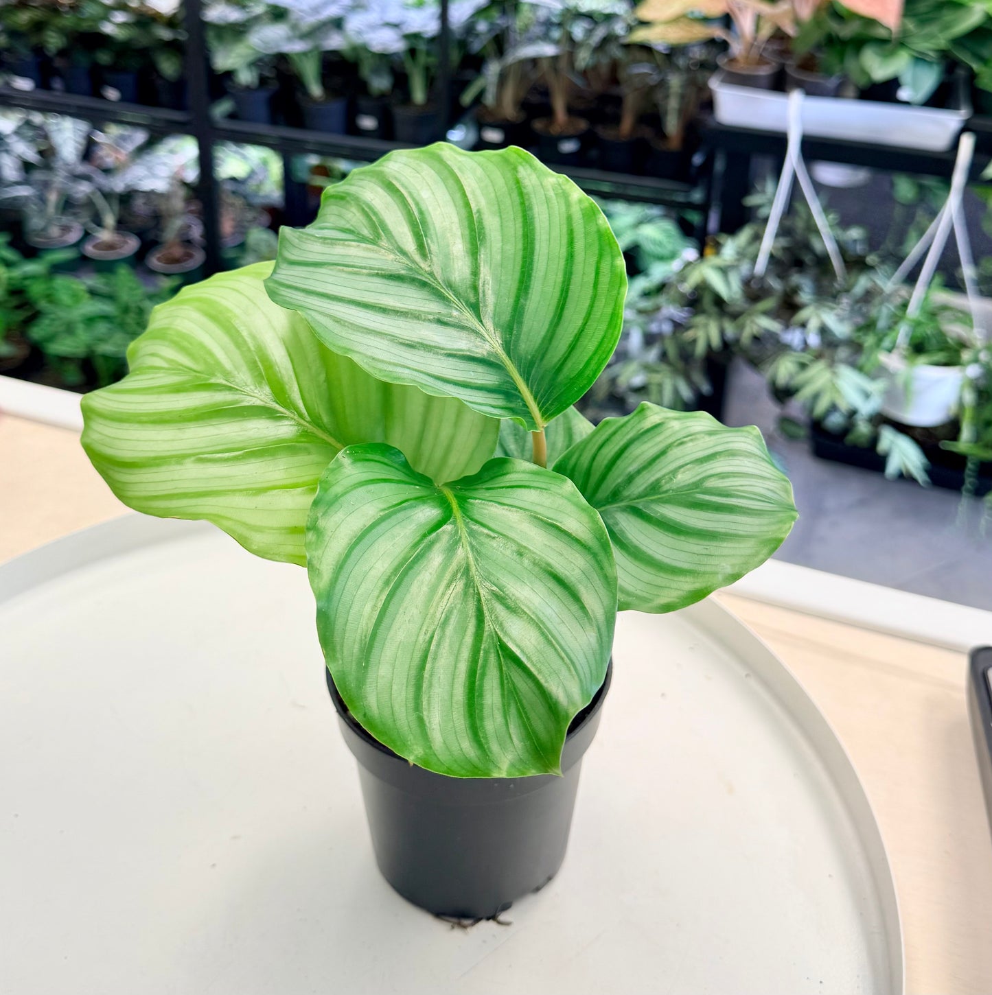 Calathea Orbifolia 4"