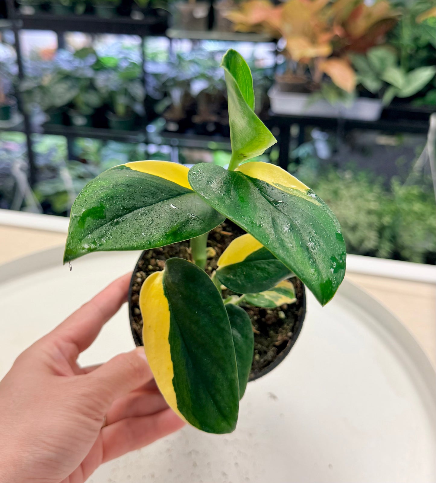 Monstera standleyana Variegated 4"