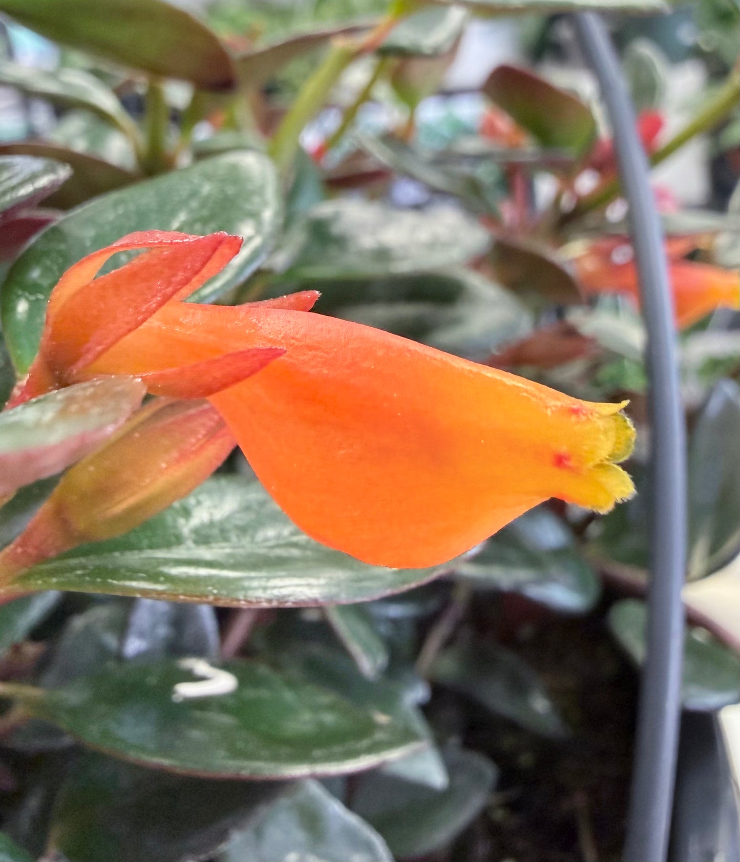 Goldfish Plant Shady Lady “Heidi” | Nematanthus ‘Heidi’
