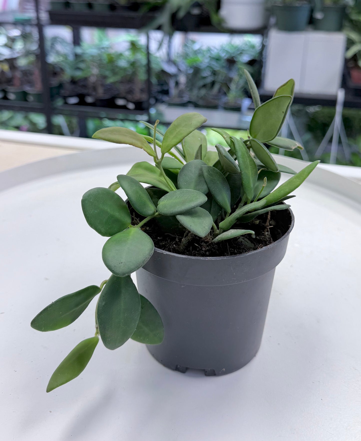 Hoya sp. aff. burtoniae