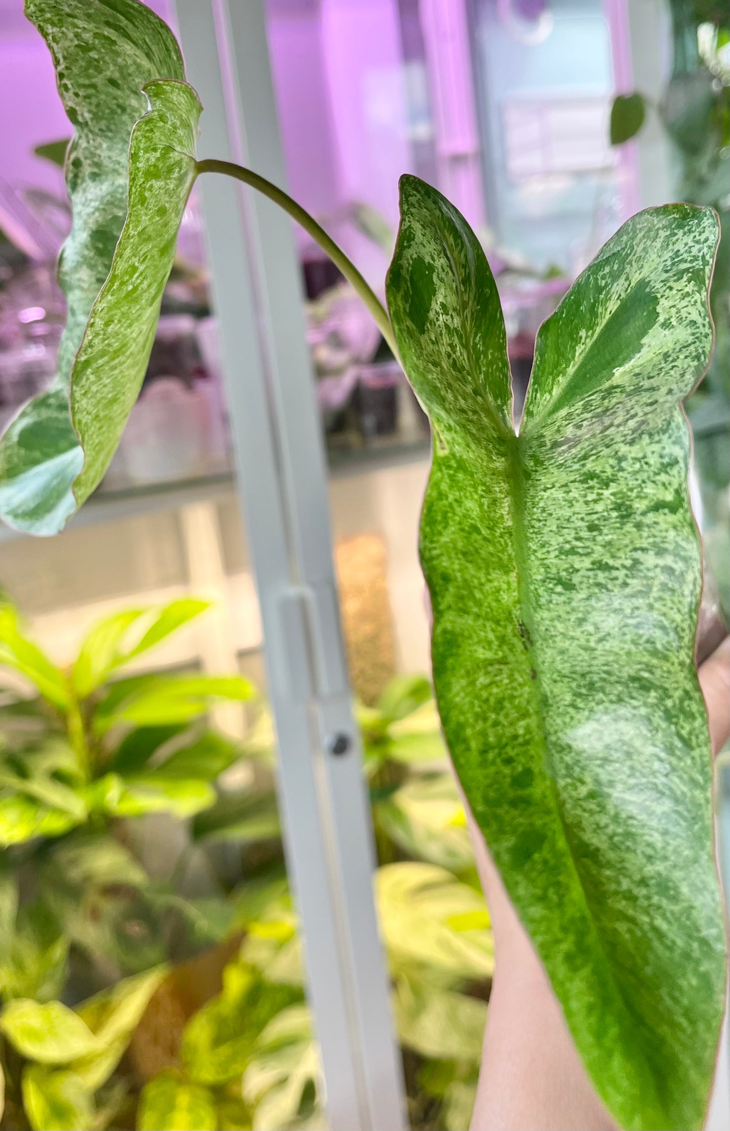 Philodendron ‘Paraiso Verde’